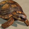 Creating an Animated Tortoise Part 2